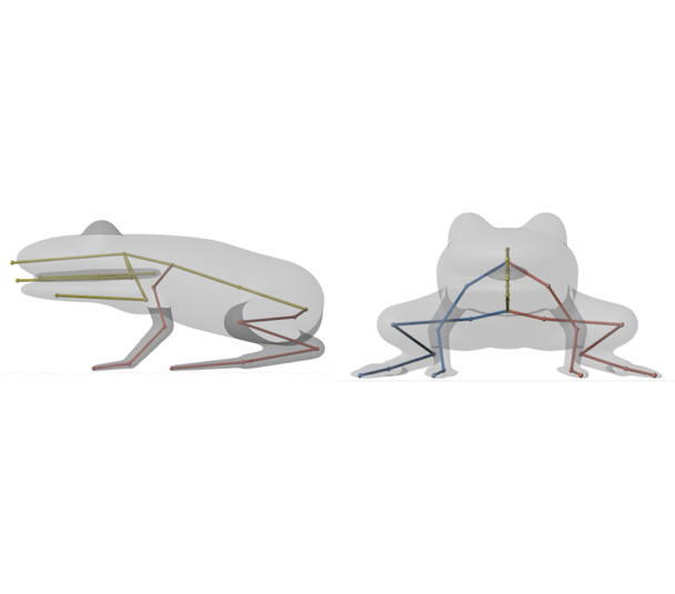 The afk.ai frog skeleton from the side and the front: a short spine, a head with a jaw, throat and tongue, short front legs and long back legs folded under the body