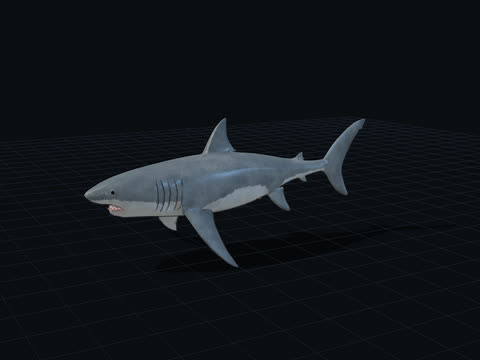 Great White Shark 3D model