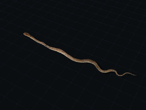 Striped Snake 3D model