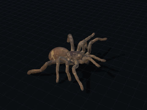 Tarantula 3D model